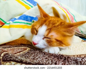 Orange Kitten Sleeps Under A Warm Thick Blanket