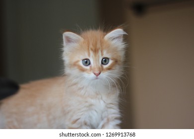 Long Haired Baby Cat Images Stock Photos Vectors Shutterstock