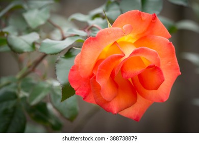 Orange Knockout Rose