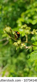 Orange lady bug