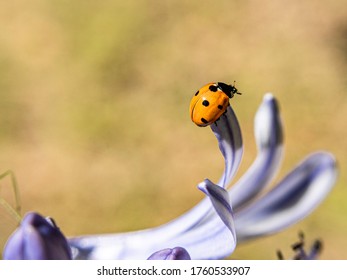 Orange Ladybug in its environment