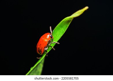 Orange Ladybug Macro On Leaves In Nature