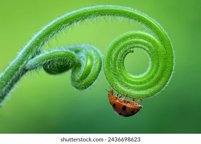 an orange ladybug walks on the edge of the swirly fern