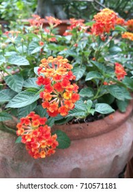 Orange Lantana Flowers Blooming In Brown Clay Pot.