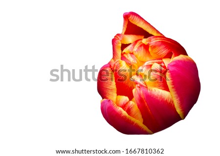 Orange large tulip on a white background. Beautiful flower isolated.