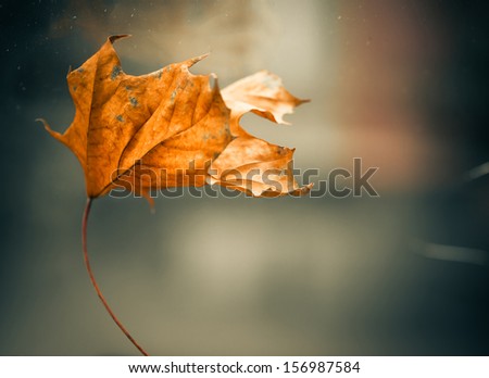 Image, Stock Photo Close-up of some isolated yellow leaves of rosa rubiginosa with a blurred background of nature