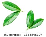 Orange leaf isolated on a white background. Citrus leaves collection, texture detailed.