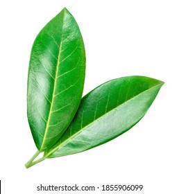 Orange Leaf Isolated On A White Background. Citrus Leaves Macro, Detailed. Top View. Flat Lay