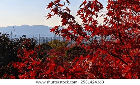 Orange leaf maple tree with mountain background.