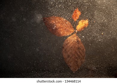 Orange Leave Trapped Under Ice