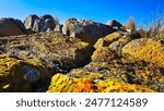 Orange lichen covered boulders crowd together at the beach.