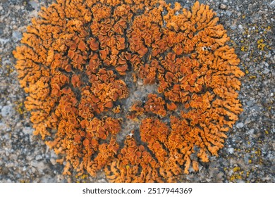 Orange lichen on old concrete - Powered by Shutterstock