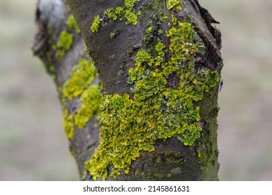 Orange lichen, yellow scale, maritime sunburst lichen or shore lichen, Xanthoria parietina, is a foliose or leafy lichen. Intensive color of structures on twigs of a tree, details in macro close up.