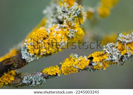 Orange lichen, yellow scale, maritime sunburst lichen or shore lichen (Xanthoria parietina) is a foliose or leafy lichen. Intensive color of structures on twigs of a tree, details in macro close up.