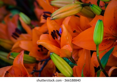 Orange Lilies