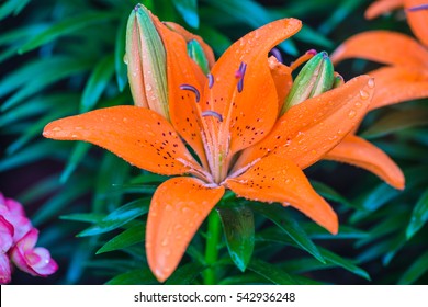 Orange Lilies Flowers.