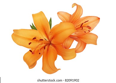  orange lilies are isolated against the white background