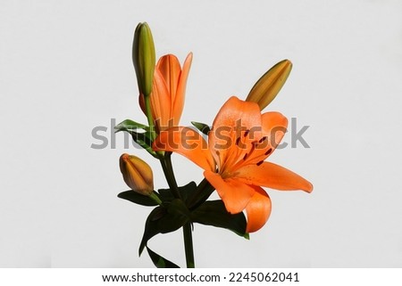 Orange lilies isolated on a white background. Closeup of the flowers and buds. Netherlands.                               