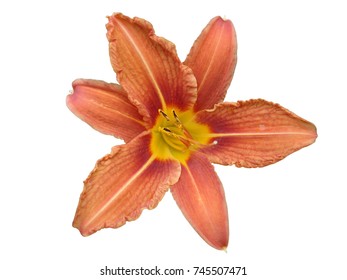 Orange Lilium Flower (day Lily) Isolated On White.