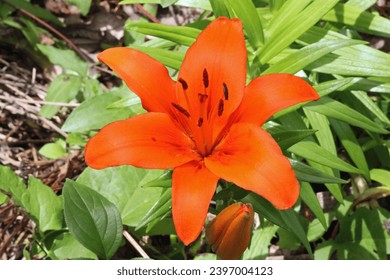 Orange Lilly Bloomed in Spring