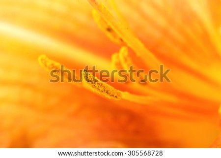 Similar – Raindrops on a daylily