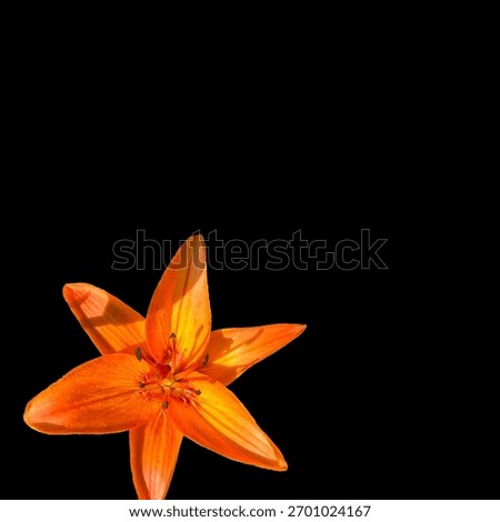 An Orange lilly on black 