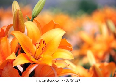 Orange Lily