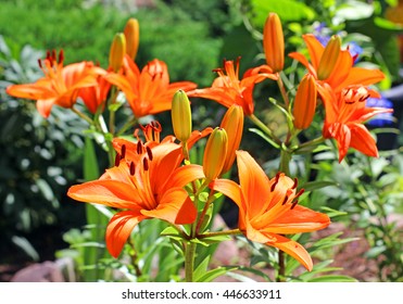 Orange Lily.