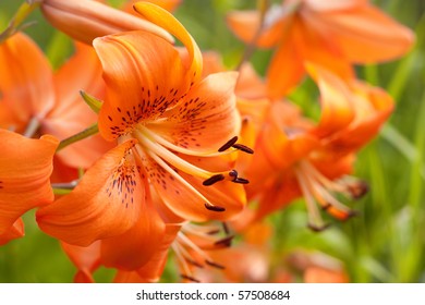 Orange Lily