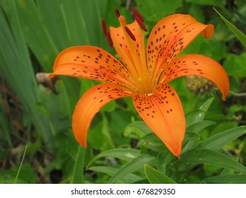 Orange Lily