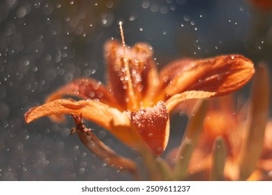 orange lily with dew drops on the green leaves. - Powered by Shutterstock