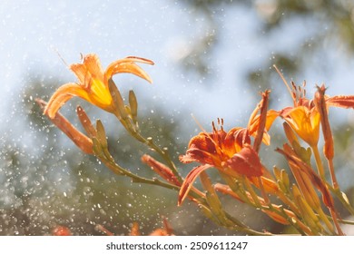 orange lily with dew drops on the green leaves. - Powered by Shutterstock