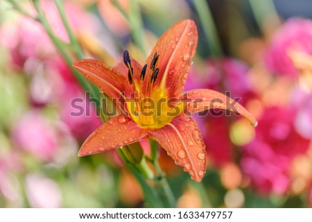 Orange Lily flower among other flowers