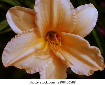 Orange Lily Flower In Bloom Outdoors In Summer Rainy Garden