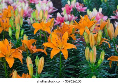 Orange lily flower close up - Shutterstock ID 359626106
