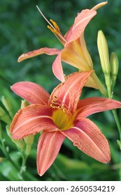 Primer plano la flor