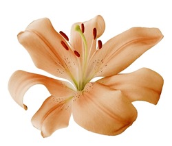 Orange  Lily Flower  On A White Isolated Background With Clipping Path.  Closeup. For Design.  Nature. 