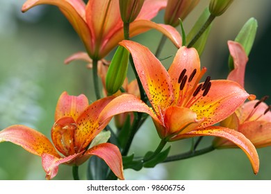 Orange lily flowers bush close up