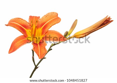 orange lily flowers and green leafs isolated. lily flowers. lily flowers isolated on white background