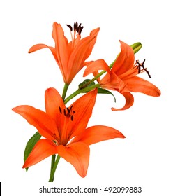 Orange Lily Isolated On White Background