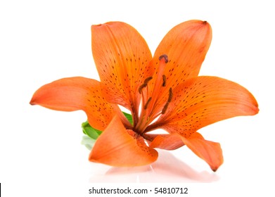 Orange Lily Isolated On White Background