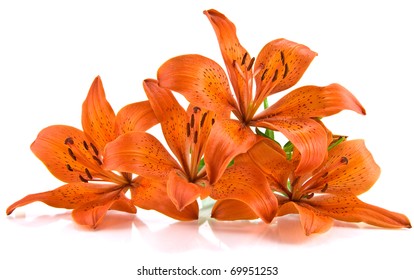 Orange Lily Isolated On White Background