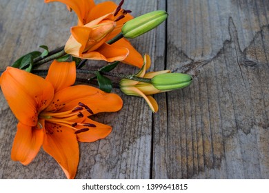 Orange Lily (Lilium Philadelphicum). Wood 