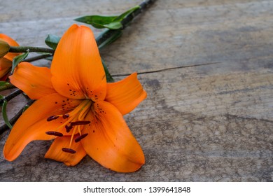 Orange Lily (Lilium Philadelphicum). Wood 