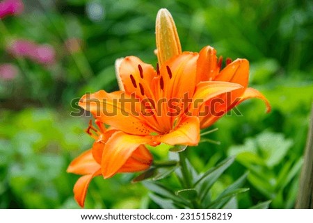 The orange lily is a vibrant lily species with showy orange flowers that have red accents and brown spots.