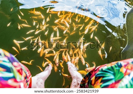 a lot of orange little Kangal fish nibble on dead, keratinized skin on a woman's foot. Natural pedicure on Sri Lanka. Sri Lankan attraction farm with fish doctors. Garra Rufa treatment