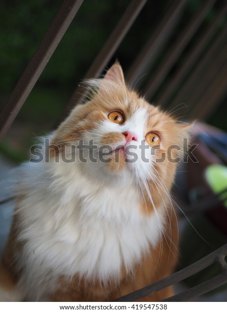 Orange Long Haired Doll Faced Traditional Stock Photo Edit Now