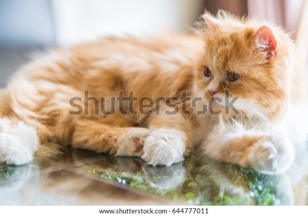 Orange Longhair Cat Soft Focus Persian Animals Wildlife Stock Image