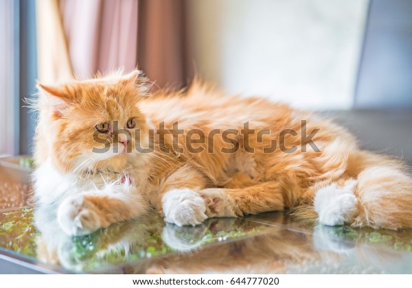 Orange Longhair Cat Soft Focus Persian Stock Photo Edit Now