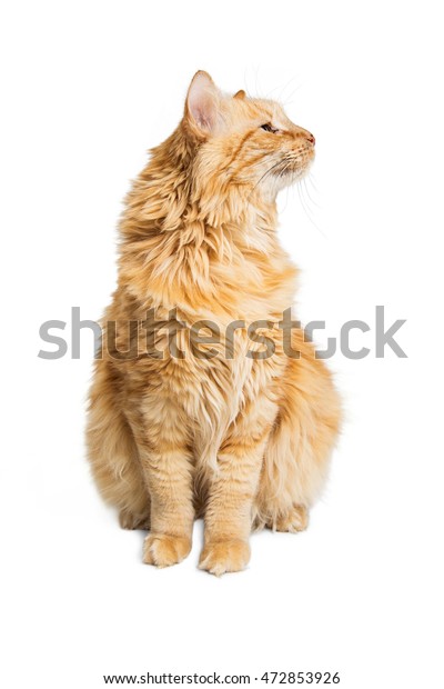 Orange Longhair Tabby Cat Sitting Tall Stock Image Download Now